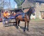 Siennas Firefly, 15.2hh Standardbred Driving Mare