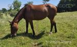 Siennas Firefly, 15.2hh Standardbred Driving Mare