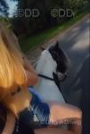Spirit, 13hh Driving Mare with Cart & Harness 