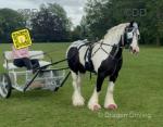 Spirit, 13hh Driving Mare with Cart & Harness 