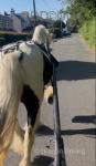 Spirit, 13hh Driving Mare with Cart & Harness 
