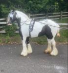 Spirit, 13hh Driving Mare with Cart & Harness 