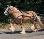 Goldie Locks, 14.1hh Ride and Drive Mare