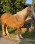 Goldie Locks, 14.1hh Ride and Drive Mare