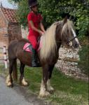 Ginger, 14hh Ride and Drive Mare