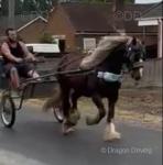 Ginger, 14hh Ride and Drive Mare