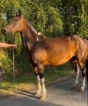Kaydee, 15.3hh Ride and Drive Mare