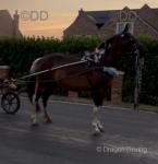 Kaydee, 15.3hh Ride and Drive Mare