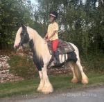 Ruby, 15hh ride and drive Mare