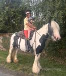 Ruby, 15hh ride and drive Mare