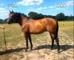 Joey, 16.3hh Gelding
