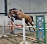Joey, 16.3hh Gelding