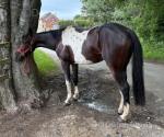 15.3hh Gelding 