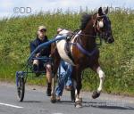 15.3hh Gelding 
