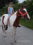 Del Boy, 13.2hh Driving Stallion