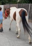 Del Boy, 13.2hh Driving Stallion