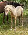 Welsh Section B Foals 