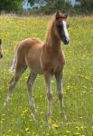 Welsh Section B Foals 