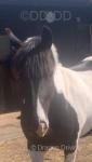 14hh Riding Mare