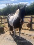 14hh Riding Mare
