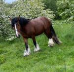 Bobby, Clydesdale x Gelding 