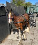 Bobby, Clydesdale x Gelding 