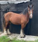 Bobby, Clydesdale x Gelding 