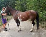15.2hh Mare