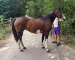 15.2hh Mare
