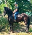 Onyx,16hh Ride and Drive Gelding 