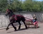 Onyx,16hh Ride and Drive Gelding 