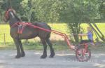 Onyx,16hh Ride and Drive Gelding 
