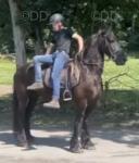 Onyx,16hh Ride and Drive Gelding 
