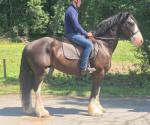 Mikey, 15.2hh Ride and Drive Gelding 