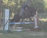 Mikey, 15.2hh Ride and Drive Gelding 
