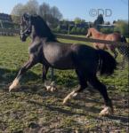 Lewis, Welsh Section D Colt