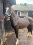 Lewis, Welsh Section D Colt