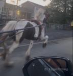 Rosie, 13.2hh Ride and Drive Mare