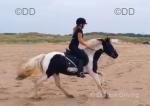 Rosie, 13.2hh Ride and Drive Mare
