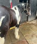 Arnie 2 Year Old Gelding