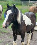 Arnie 2 Year Old Gelding