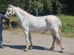 Snowflake, 14.1hh Connemara Mare