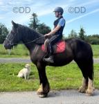 15.2hh Riding Mare