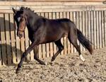Filly