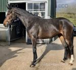 Filly