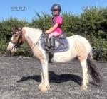 Cupcake, 10.2hh Ride and Drive Mare