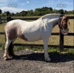 Cupcake, 10.2hh Ride and Drive Mare