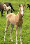 Welsh Section B Foals