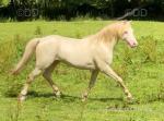 Welsh Section B Foals