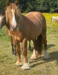 2 Year Old Filly